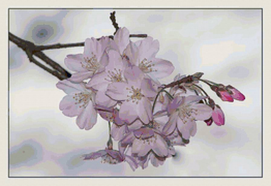 Цветущая ветка - весна, цветы, природа - предпросмотр