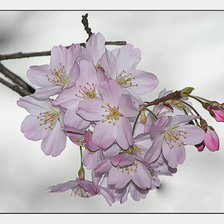 Цветущая ветка