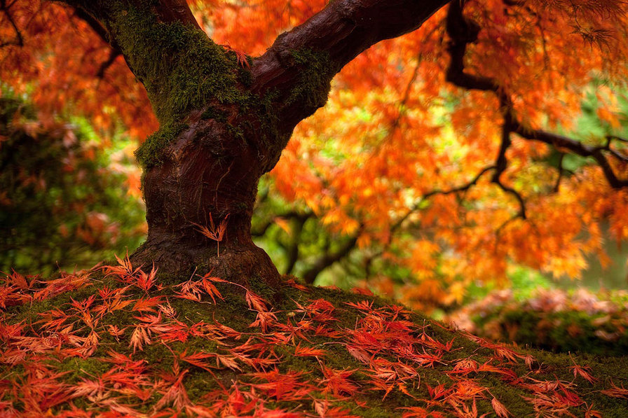 Осень - осень, листья - оригинал