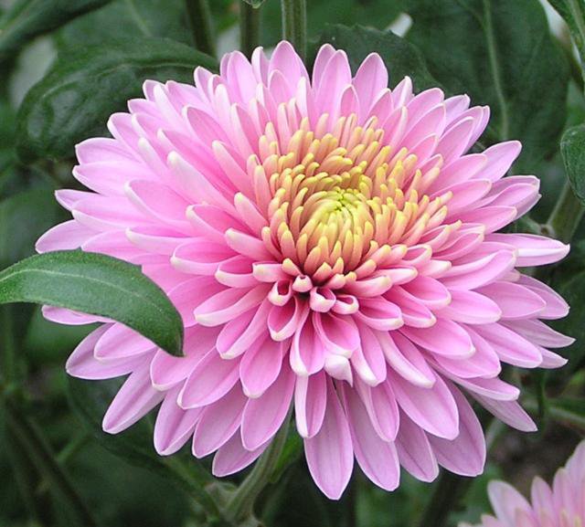 Георгин - цветы - оригинал