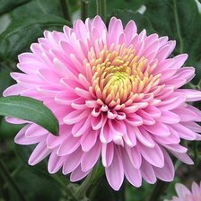 Схема вышивки «Георгин»