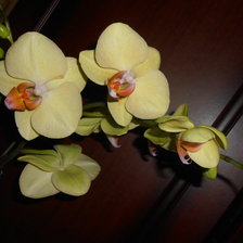 Схема вышивки «моя слабость-орхидеи»