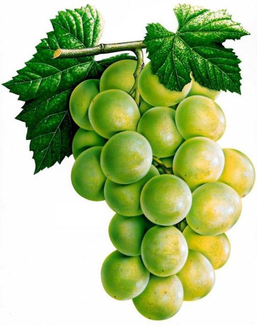 Зелёный виноград - фрукты, кухонная тематика, еда, виноград - оригинал