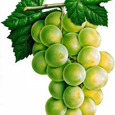 Оригинал схемы вышивки «Зелёный виноград» (№96336)