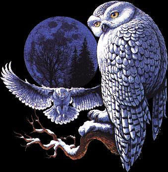 Ночная сова - белая сова, птицы, сова, ночь, животные, черный фон, луна - оригинал