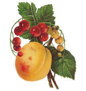 Персики и смородина - для кухни, смородина, фрукты, ягоды, персики, еда - оригинал