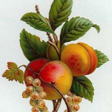 Персики и смородина