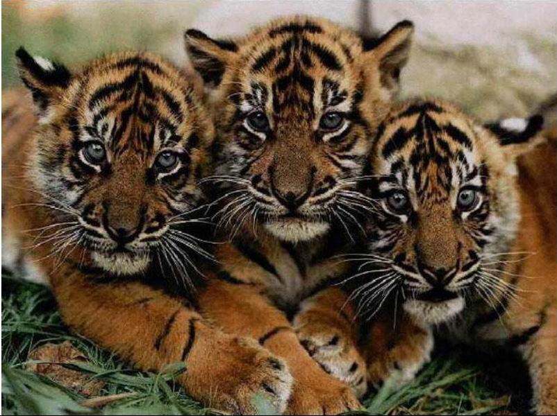Полосатая команда - хищники, большие кошки, животные, тигрята - оригинал