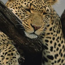 Схема вышивки «большая кошка»