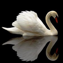 Схема вышивки «лебеді»