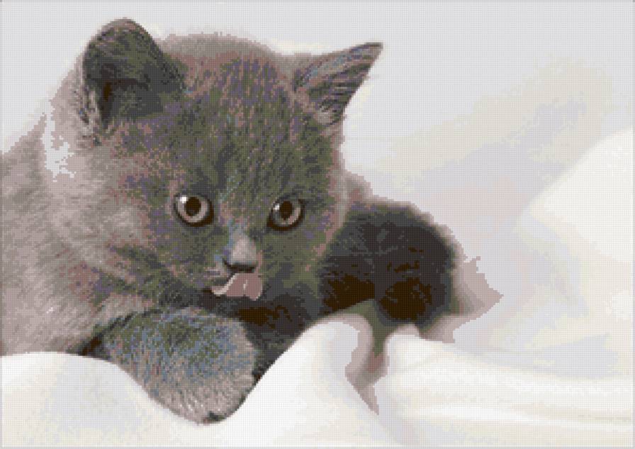 котёнок - предпросмотр