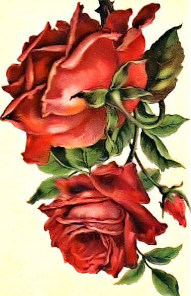 Розы - розы, цветы, красные розы, букет - оригинал