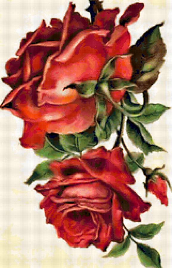 Розы - красные розы, розы, букет, цветы - предпросмотр