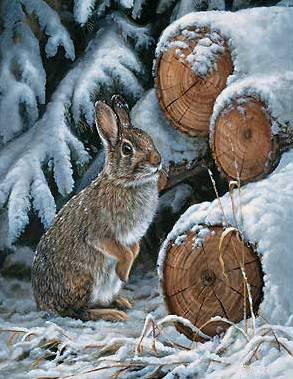 Кролик - животные, зима, зимний лес, лес, звери, бревна, заяц, кролик, снег - оригинал