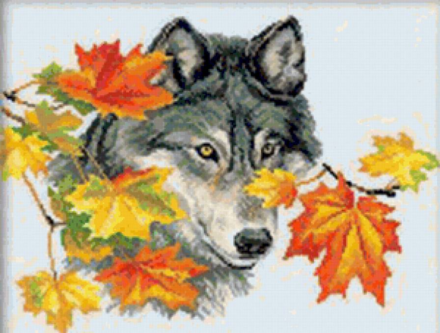 Волк - волки, осень, листья, животные, волк, дикие животные, звери - предпросмотр