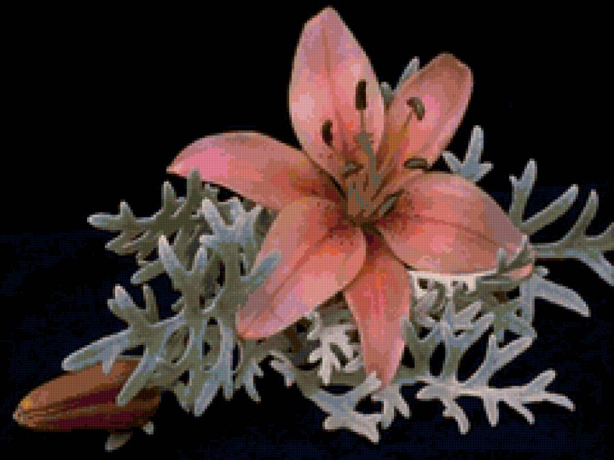 Лилия - букет, натюрморт, цветы - предпросмотр