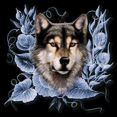 Волк - звери, черный фон, дикие животные, голубое, волки, животные, волк - оригинал