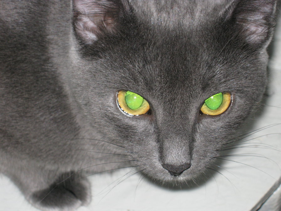 Пепсик - кошка - оригинал