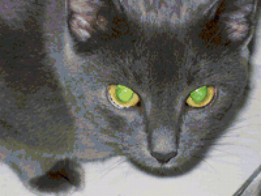 Пепсик - кошка - предпросмотр