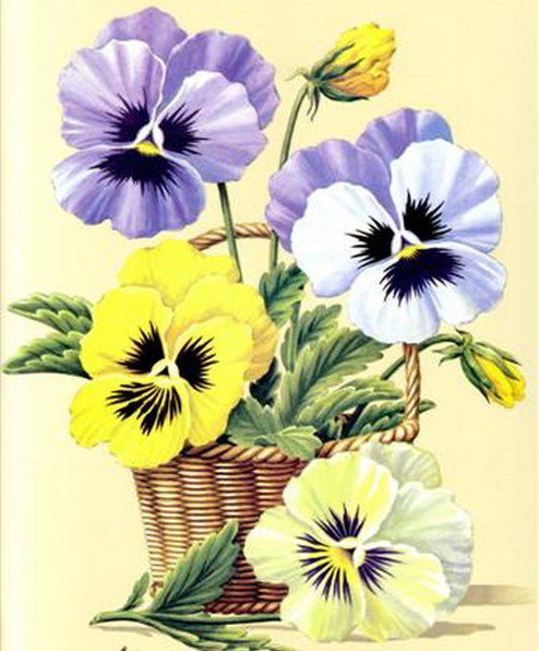 Анютины глазки - букет, цветы - оригинал