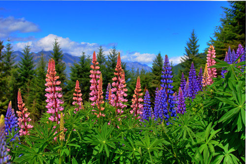 люпин - цветы - оригинал