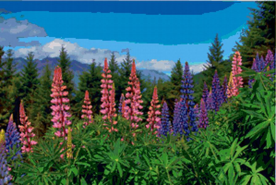 люпин - цветы - предпросмотр