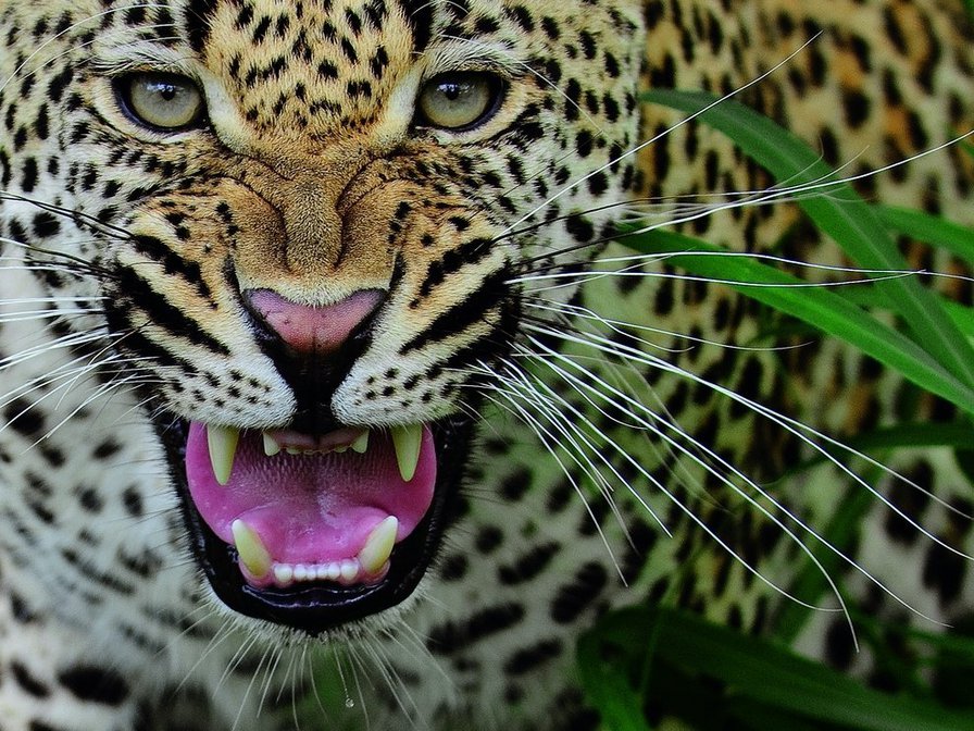 №97500 - животные - оригинал