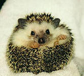 ёжик - подушка - оригинал