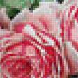Предпросмотр схемы вышивки «розы» (№97639)