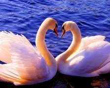 Схема вышивки «Лебеди»