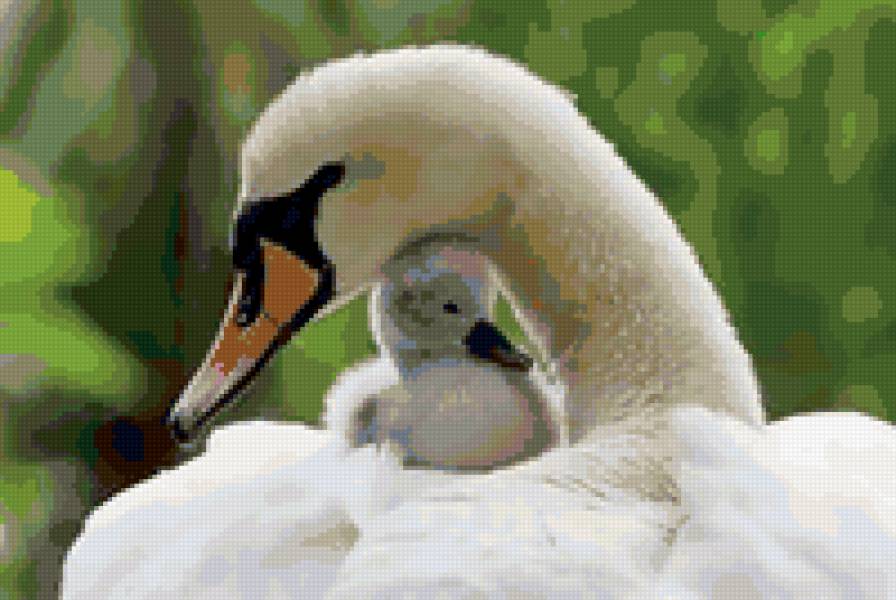 Лебеди - птицы, лебеди - предпросмотр