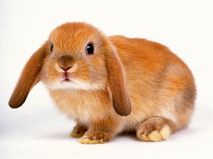 Очень милый кролик) - кролик, животные - оригинал