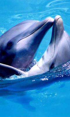пара дельфинов - дельфины - оригинал