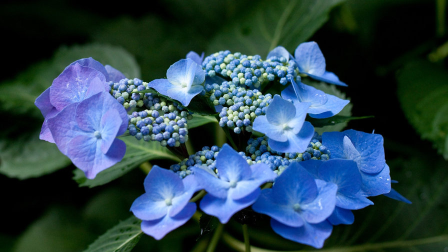 Ночная голубая гортензия - цветок гортензия - оригинал