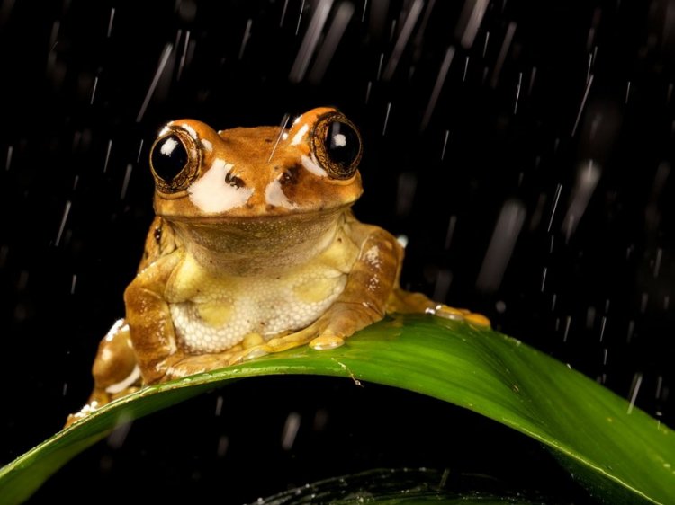 Лягушка под дождем - дождь, лягушка - оригинал