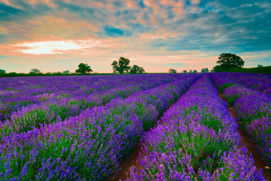 лаванда - оригинал