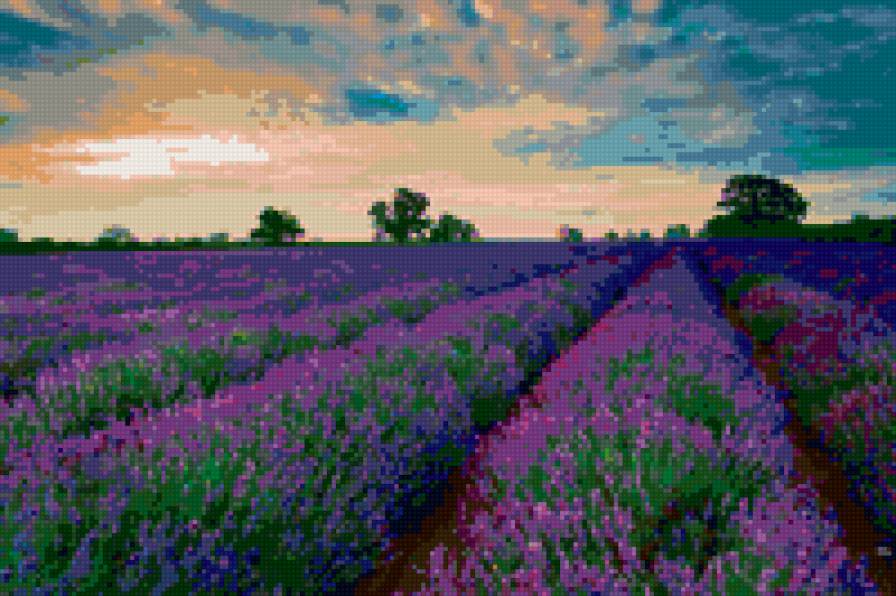 лаванда - предпросмотр