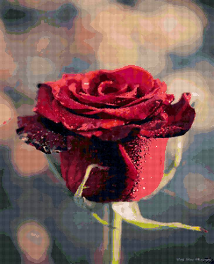 №98220 - картина, розы, цветы - предпросмотр