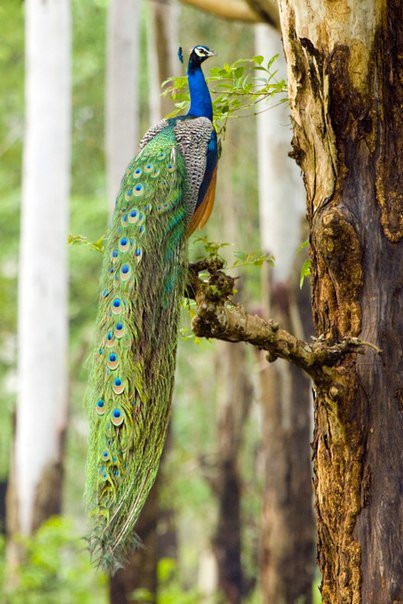 №98228 - павлин, птицы, картина - оригинал