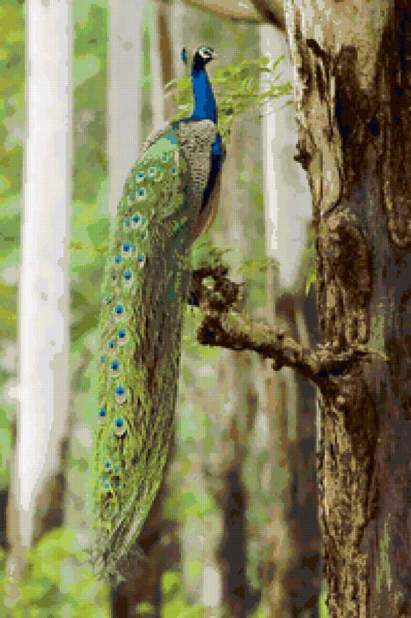 №98228 - павлин, птицы, картина - предпросмотр