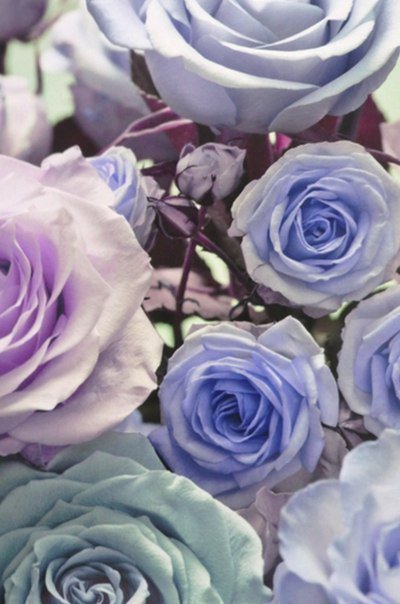 №98230 - розы, картина, цветы - оригинал