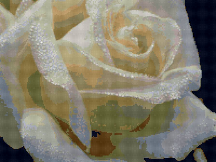 роза - предпросмотр