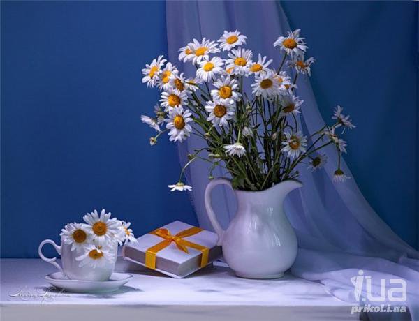 натюрморт - ромашки, натюрморт, цветы - оригинал
