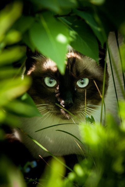 Сиамская кошка - зелень, зеленое, кошка, котэ, кот, сиамская - оригинал