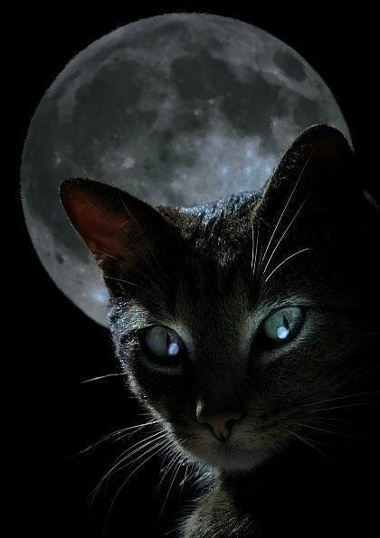 Хитрая кошка - луна, кошка, ночь, кот, котэ - оригинал