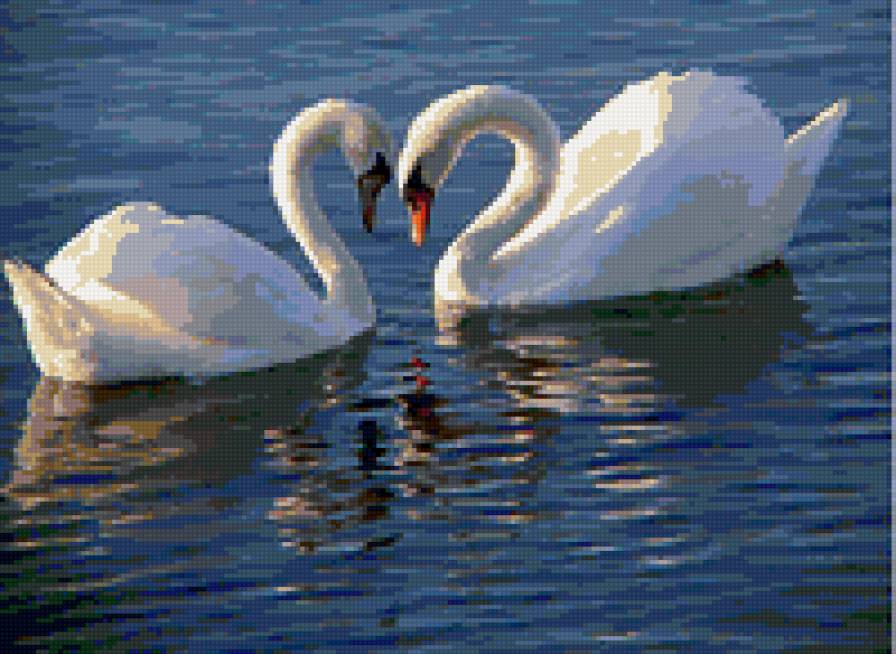Пара белых лебедей - пара лебеди верность - предпросмотр