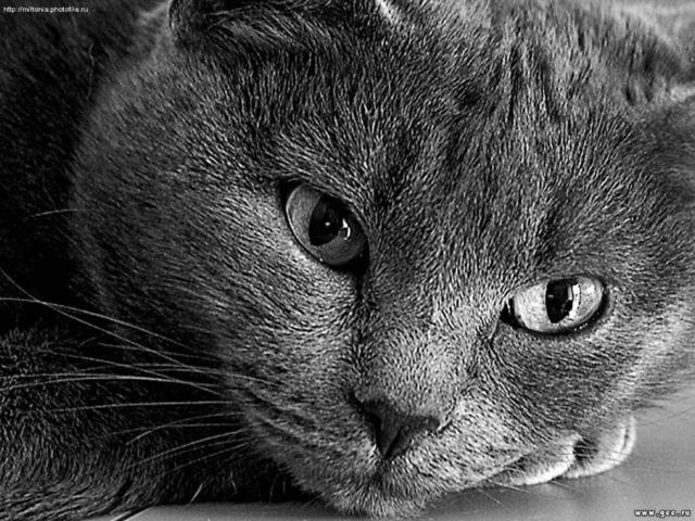 Барсик - кот, дымчатый, котэ, кошка, животные, черно-белое - оригинал