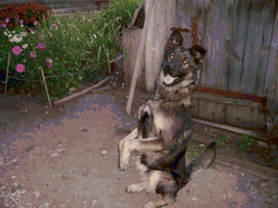 Бимка - собаки, преданность, животные - предпросмотр