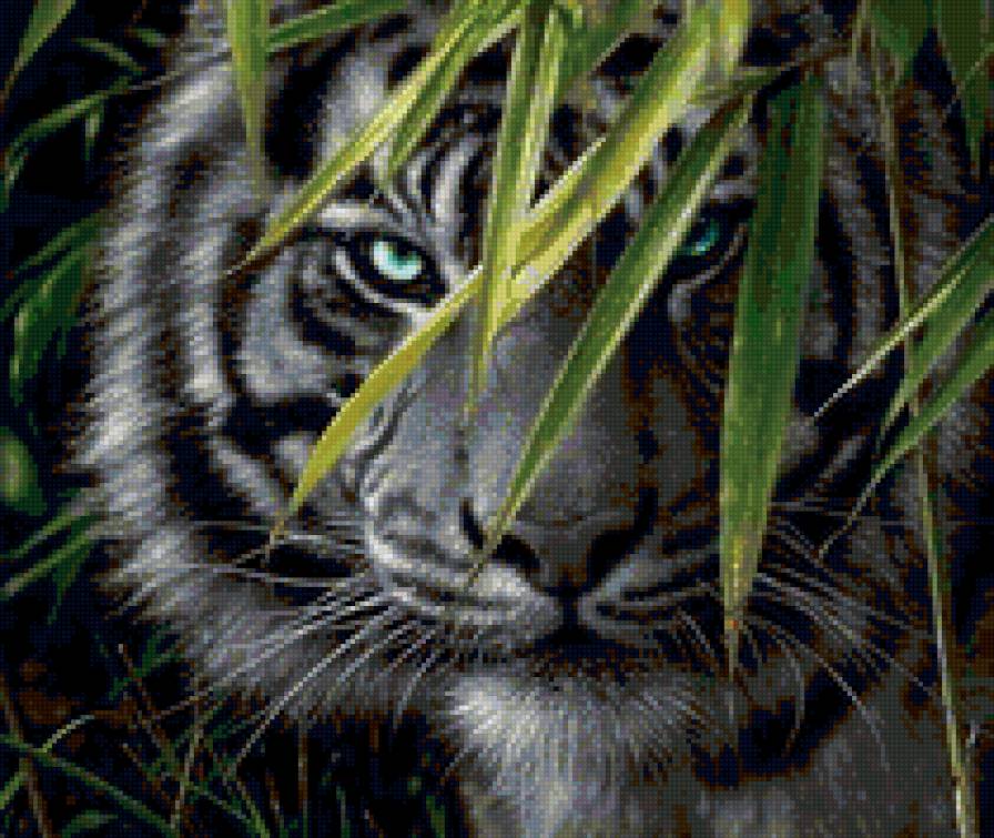 Тигр - голубоглазый, животные, тигр - предпросмотр