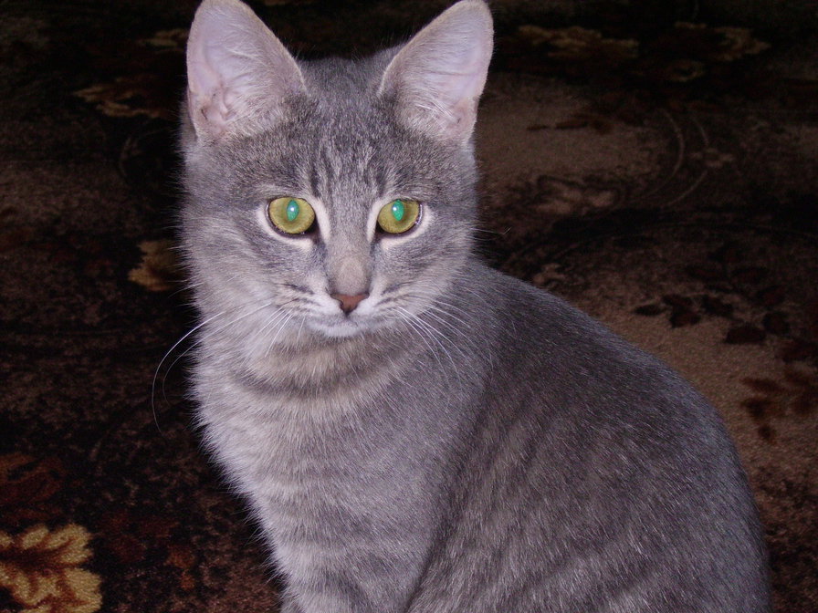 котик - котенок, животные, кошки - оригинал